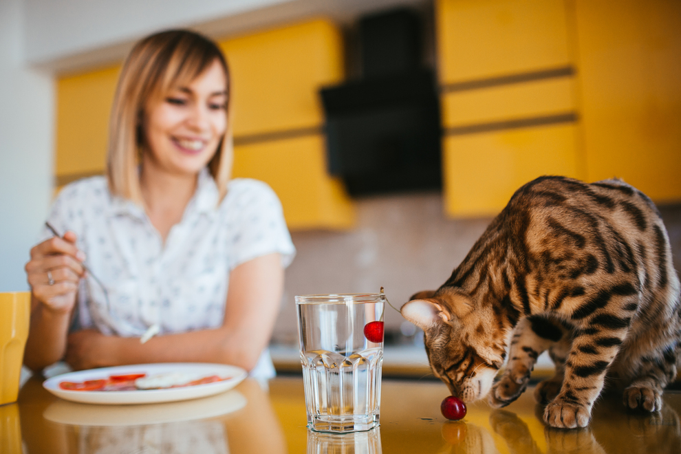 Antiparazitinės priemonės, papildai ir vitaminai katėms.