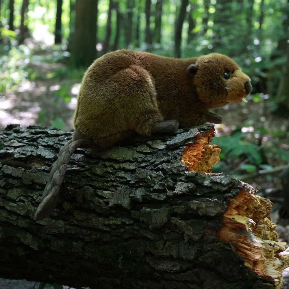 Rappa Eco-Friendly Pliušinis žaislas - bebras, 28 cm aprašymas - Prekės nuotrauka