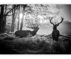 Artgeist Fototapetas - Deers in the Morning
