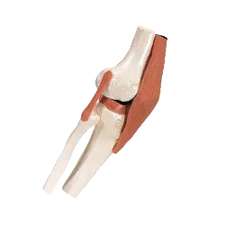 Anatominiai modeliai