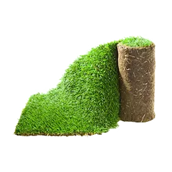 Dirbtinė žolė ir augalai