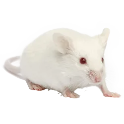 Graužikams