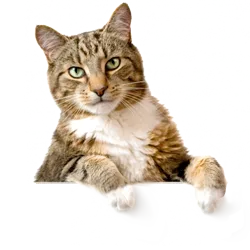Prekės katėms