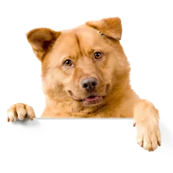 Šunų prekės