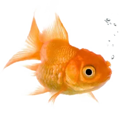 Žuvims