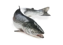 Josera Culinesse sausas maistas suaugusiems išrankioms katėms su lašiša 2kg aprašymas - Prekės nuotrauka