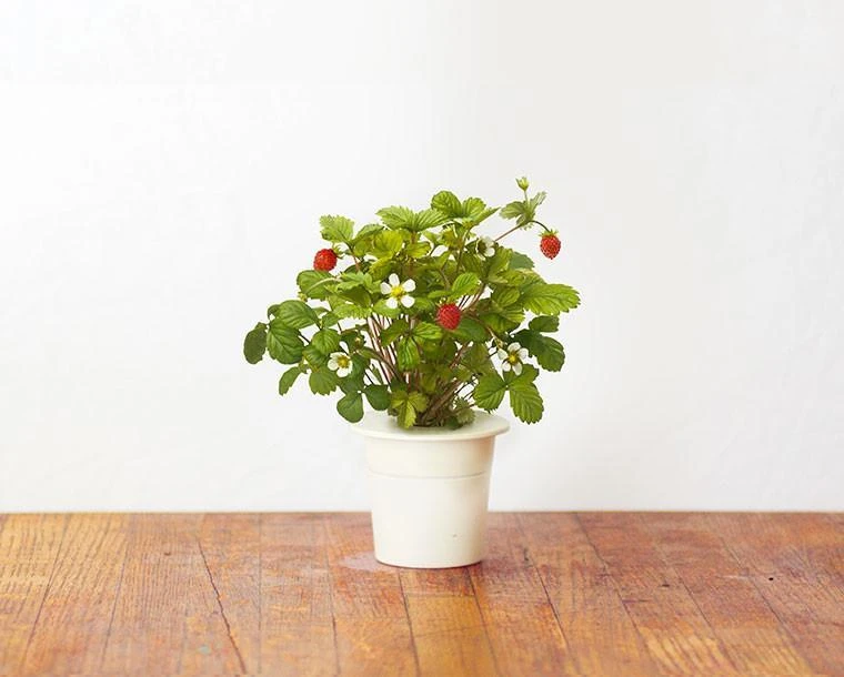 Click & Grow sėklos išmaniajam braškių vazonui  SHGR24x3 3vnt. aprašymas - Prekės nuotrauka