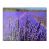 Allesken Stiklinė pjaustymo lentelė 40x30cm,Lavanda