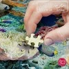 Cherry Pazzi CherryPazzi dėlionė Living Reef 500 det