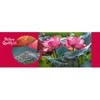 Cherry Pazzi CherryPazzi dėlionė Rožinė Lotus flowers 500 det