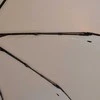 Automatinis rusvas skėtis "Parachase"