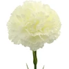 Baltas dirbtinis gvazdiko žiedas ant koto, 58 cm