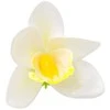 Baltas lateksinis orchidėjos žiedas