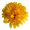 Dirbtinė gėlė chrizantemos žiedas - Oranžinė