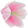 Dirbtinė gėlė magnolijos žiedas, 6 vnt. - Geltona