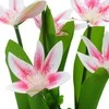 Dirbtinė orchidėjų puokštė, 30 cm - Rožinė
