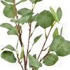 Dirbtinis eukalipto šaka su lapais, 62 cm