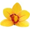 Geltonas lateksinis orchidėjos žiedas
