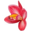 Tamsiai rožinis lateksinis orchidėjos žiedas