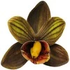 Tamsiai žalias lateksinis orchidėjos žiedas