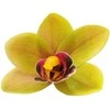 Žalsvas lateksinis orchidėjos žiedas