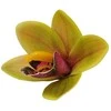 Žalsvas lateksinis orchidėjos žiedas