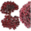 Dirbtinės bordo šermukšnio šakelės 15 cm, 100 vnt. N66