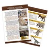 Buki France Dinozauro kaukolė - Tyrannosaurus, Buki