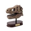 Buki France Dinozauro kaukolė - Tyrannosaurus, Buki