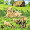 Ravensburger Dėlionė 3x49 vnt. - Mieli šunys ir katės