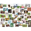 Ravensburger Dėlionė 1500 vnt. - Juokingi gyvūnai