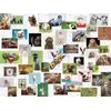 Ravensburger Dėlionė 1500 vnt. - Juokingi gyvūnai
