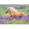 Ravensburger Dėlionė 2x24 vnt. - Arkliai