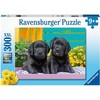 Ravensburger Dėlionė 300 vnt. - Šuniukai