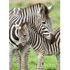 Ravensburger Dėlionė 300 vnt. - Zebrai