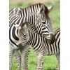 Ravensburger Dėlionė 300 vnt. - Zebrai