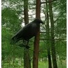 ATL Imitacija varnos (varna)