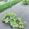 FLORALAND GREENMILL AGROPLĖVELĖ 1,0 x 10 m 100 g/m2 JUODA…