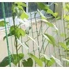 Tinklas vijokliniams augalams 2x20m Gardlov 23980