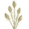 Eurofirany KW/FLORE/721/SZA NR