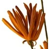 Eurofirany KW/FLORE/779/POM POMA