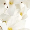 Eurofirany KW/FLORE/797/B B