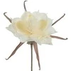 Eurofirany KW/FLORE/824/B B+K