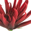 Eurofirany KW/FLORE/830/CZE CZER