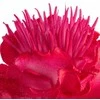 Eurofirany KW/FLORE/835/C.R D.R.O.