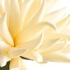 Eurofirany KW/FLORE/844/K K