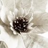 Eurofirany KW/FLORE/888/K K+SREB