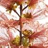 Eurofirany KW/FLORE/894/ROŽ RAIŽO+ŽALIA