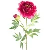 Eurofirany KW/NATU/190/AMAR AMAR