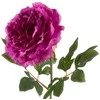 Eurofirany KW / NATU / 265 / AMA AMAR